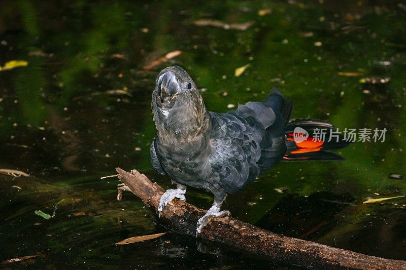 有光泽的黑凤头鹦鹉(Calyptorhynchus lathami)喝水